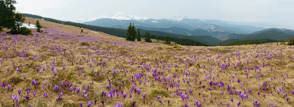 Bunt Blühende Violette Krokus Heuffelianus Vernus Alpenblumen Auf Frühling Karpaten — Stockfoto