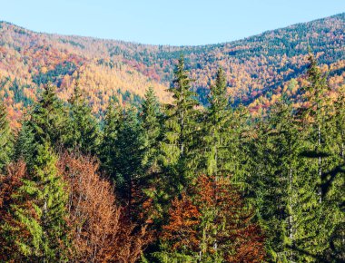 Manzara sonbahar Karpat Dağları (Guta, Ivano-Frankivsk oblast, Ukraine).