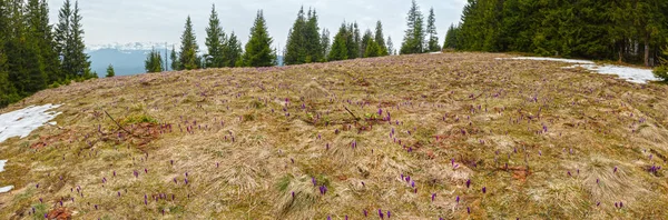 盛开的封闭紫红色的番红花 Heuffelianus Vernus 花在春季清晨 乌克兰 美丽的概念春天或初夏全景风景 — 图库照片