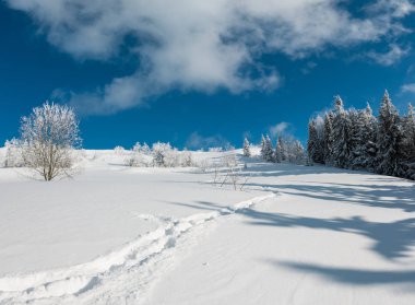 Kış sakin dağ manzarası güzel süs ağaçları ve snowdrifts aracılığıyla patika yolda dağ yamacı (Karpat Dağları, Ukrayna).
