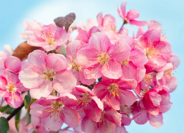 Cerisier Japonais Sakura Rameau Fleur Fleur Sur Fond Nature Beau — Photo