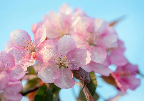 Cerezo Japonés Sakura Ramita Flores Fondo Naturaleza Hermosa Primavera Delicada — Foto de Stock