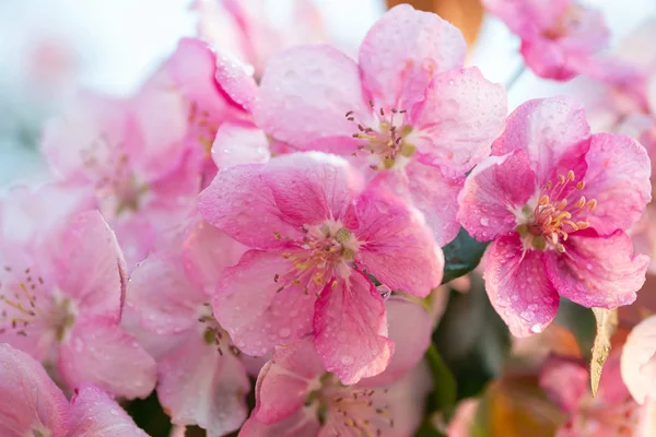 Japanse Kers Sakura Bloesem Bloem Takje Achtergrond Van Natuur Prachtige — Stockfoto