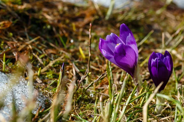 Barevné Kvetoucí Fialové Fialový Crocus Heuffelianus Crocus Natálie Alpské Květiny — Stock fotografie