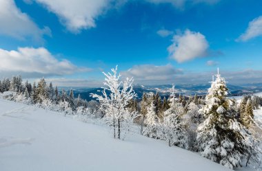 Kış sakin dağ manzarası güzel süs ağaçları ve snowdrifts yamaç (Karpat Dağları, Ukrayna)