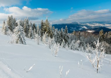 Kış sakin dağ manzarası güzel süs ağaçları ve snowdrifts yamaç (Karpat Dağları, Ukrayna)