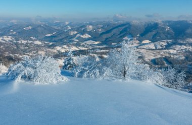 Dağ manzarası güzel süs ağaçları ve snowdrifts yamaç (Karpat Dağları, Ukrayna ile sabah kış sakin)