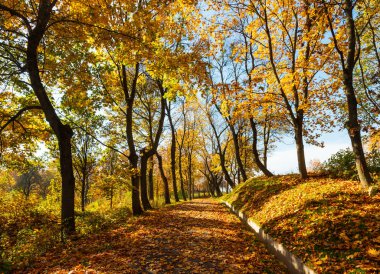 Sonbahar sarı akçaağaç güneşli Şehir Parkı