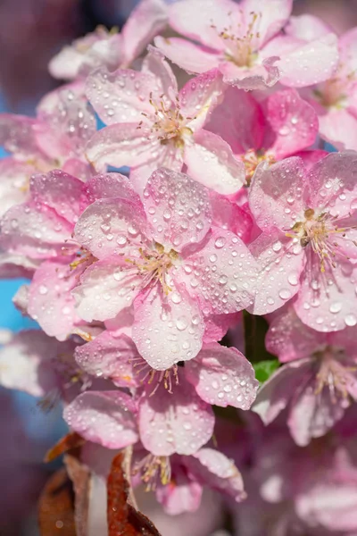 Japanse Kers Sakura Bloesem Bloem Takje Achtergrond Van Natuur Prachtige — Stockfoto