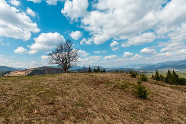 Grande Árvore Sem Folhas Solitária Montanhas Primavera Tempo Nublado Velha — Fotografia de Stock