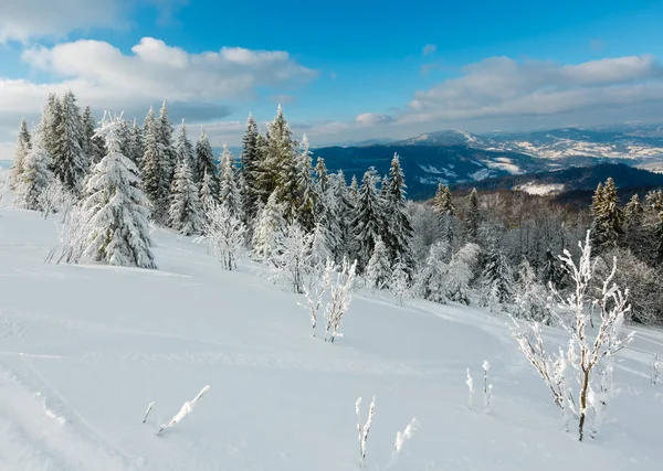 Kış sakin dağ manzarası güzel süs ağaçları ve snowdrifts yamaç (Karpat Dağları, Ukrayna)