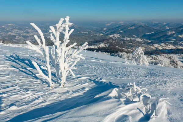 Morning Winter Calm Mountain Landscape Beautiful Frosting Trees Snowdrifts Slope — Stock Photo, Image