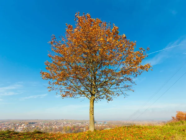 Eenzame Herfst Esdoorn Heuvel Boven Blauwe Hemelachtergrond — Stockfoto