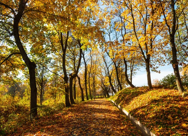 Jesień Żółty Klon Drzew Parku Miejskim Słoneczny — Zdjęcie stockowe