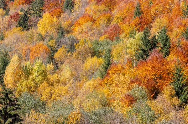 Otoño Montañas Cárpatos Paisaje Con Multicolor Amarillo Naranja Rojo Marrón —  Fotos de Stock