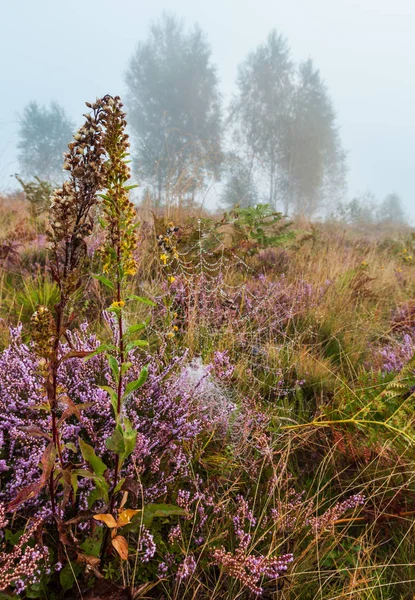 清晨迷蒙的晨露落在野山草甸上 有野紫丁香石楠花和蜘蛛网 — 图库照片
