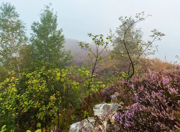 Tidig Misty Morning Dew Drops Vilda Berg Gräsbevuxen Äng Med — Stockfoto