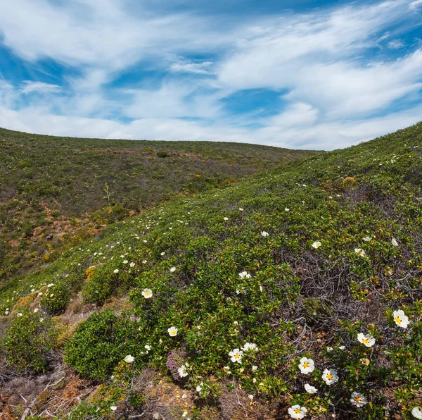 大きな白い野生ツツジの花の茂み シスタス植物 ロックローズ Jara Pringosa アルブフェイラは アルブフェイラの近くの大西洋の海岸からそう遠くないです — ストック写真