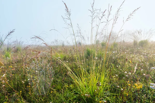 Mistige Ochtenddauw Druppels Wilde Berg Grazige Weide Met Wild Herfst — Stockfoto