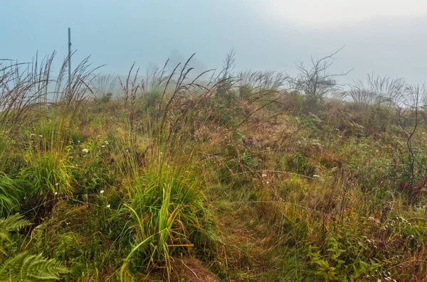 野生の山草が茂った草原に霧の深い早朝の露が値下がりしました — ストック写真
