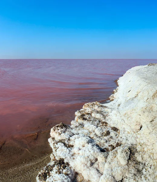 Růžové Velmi Slané Jezero Syvash Barevné Řas Krystalickou Sůl Depozice — Stock fotografie