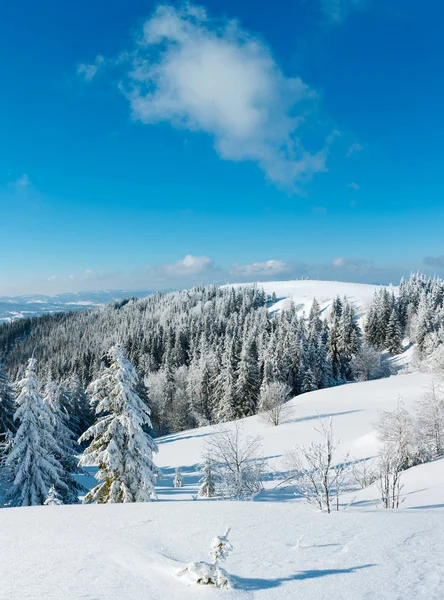 Kış sakin dağ manzarası güzel süs ağaçları ve snowdrifts yamaç (Karpat Dağları, Ukrayna)