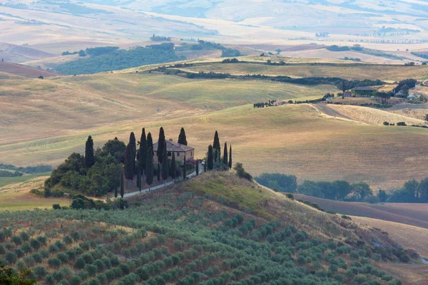 Tuscany, İtalya-23 Haziran 2017: Güzel manzara Tuscany yaz sabah gündoğumu kırsal İtalya. Bölge Toscana çiftlik, hills, whead alan, zeytin Bahçe, bağ için tipik.