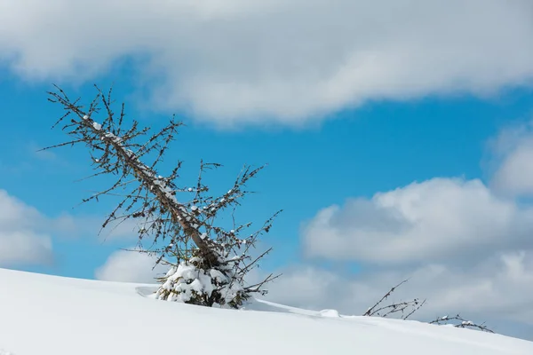 Picturesque Withered Windbreak Tree Winter Sunny Snowdrift Mountain Hill Slope — Stock Photo, Image