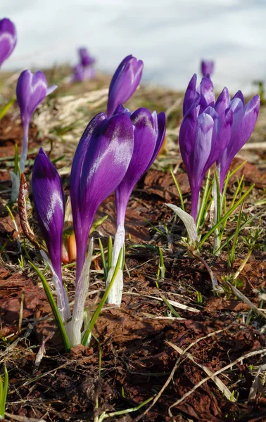 Färgstarka Blommande Purple Violett Krokus Heuffelianus Crocus Vernus Alpina Blommor — Stockfoto