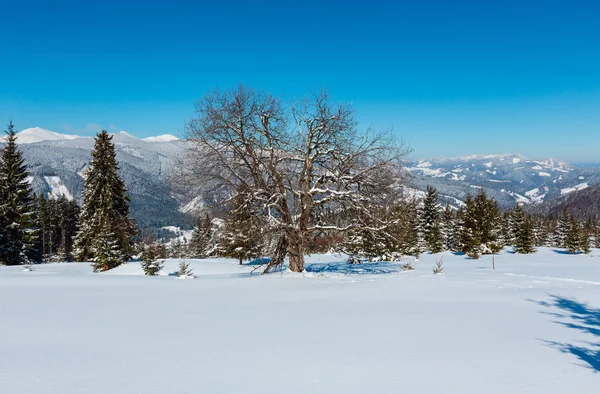 风景如画的冬雪山景观从 Skupova 乌克兰 高山高原花园大果树 — 图库照片