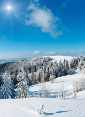 Kış sakin dağ güneşli manzara güzel süs ağaçları ve snowdrifts yamaç (Karpat Dağları, Ukrayna)