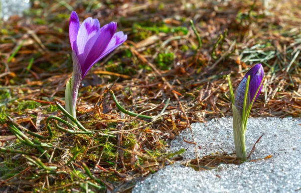 カラフルな咲く紫の紫のクロッカス Heuffelianus クロッカス Vernus お花畑春カルパティア山高原谷 ウクライナ ヨーロッパ 美しい概念春や初夏のシーン — ストック写真