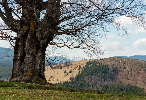 Stor Ensam Avlövade Beech Träd Toppen Kullen Våren Bergen Molnigt — Stockfoto