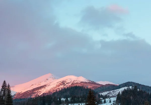 ピンクの日の出朝冬雪に覆われた風景美しい Vuhatyj Kaminj 山の尾根 ウクライナ カルパティア山脈 Chornohora レンジ Dzembronya 村から長閑な静けさ — ストック写真