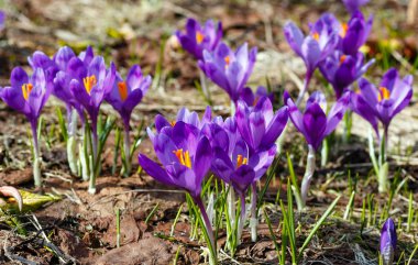 Renkli çiçek mor menekşe Crocus heuffelianus (Crocus vernus) alp çiçekler bahar Karpat dağ Yaylası Vadisi, Ukrayna, Avrupa. Güzel kavramsal ilkbahar veya yaz başında sahne.