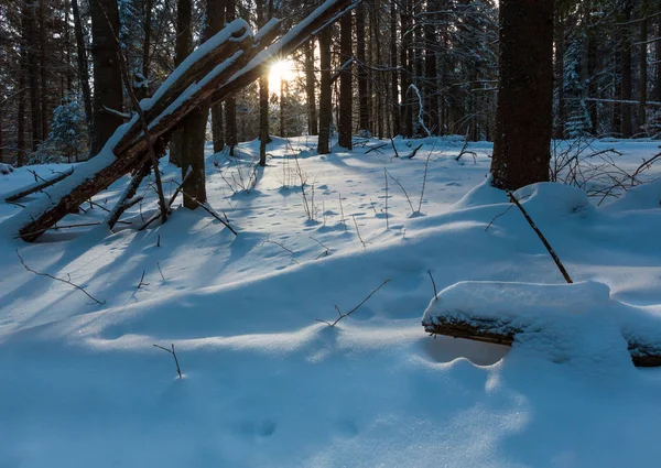 美しい日の出の朝日照冬カルパティア山脈古いモミの森 雪の上のいくつかの防風林と太陽光の輝きと影 — ストック写真