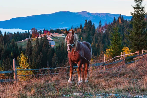 Horse Early Morning Misty Autumn Slopes Carpathian Mountains Mountain Village — Stock Photo, Image