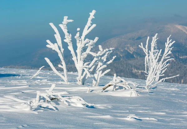 Morgon Vintern Lugna Berglandskap Med Vacker Glasyr Träd Och Snödrivor — Stockfoto