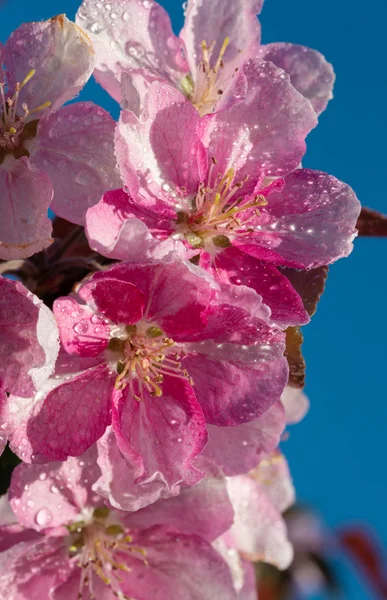 Cerisier Japonais Sakura Perruque Fleur Sur Fond Bleu Ciel Beau — Photo