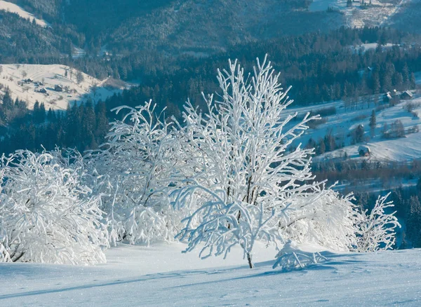 Mañana Invierno Tranquilo Paisaje Montaña Con Hermosos Árboles Glaseado Ventisqueros —  Fotos de Stock