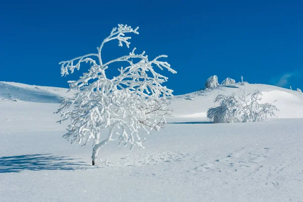 Winter Rustige Berglandschap Met Mooie Glazuur Bomen Sneeuwlaag Helling Karpaten — Stockfoto