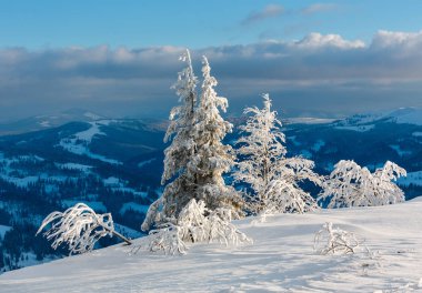 Dağ manzarası güzel süs ağaçları ve snowdrifts yamaç (Karpat Dağları, Ukrayna ile akşam kış sakin)