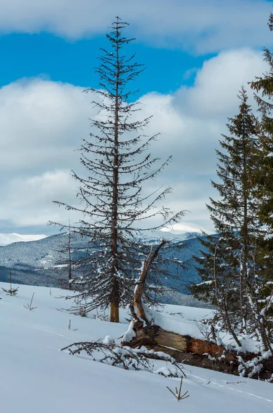 Malerischen Winter Bergblick Von Skupova Berghang Mit Einigen Verdorrten Windschutzbäumen — Stockfoto