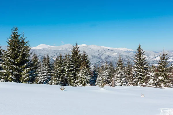 美しい冬の山 Skupova 山の斜面 ウクライナ Chornohora 尾根と Pip イワン山頂展望台 カルパチア ビューからの眺め — ストック写真
