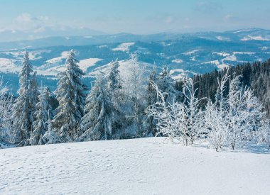Kış sakin dağ manzarası güzel süs ağaçları ve snowdrifts yamaç (Karpat Dağları, Ukrayna)