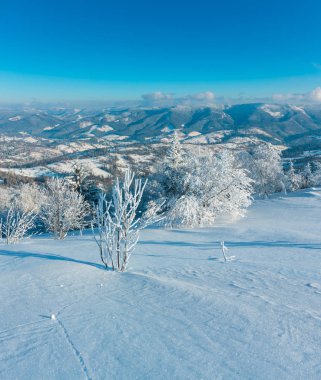 Dağ manzarası güzel süs ağaçları ve snowdrifts yamaç (Karpat Dağları, Ukrayna ile sabah kış sakin)
