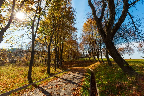 Sonbahar Sarı Akçaağaç Güneşli Versite Park — Stok fotoğraf