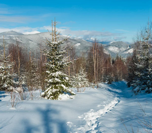 美しい冬の朝若いモミのフット プリントと高山のパスからマウンテン ビュー白樺林 Skupova 山の斜面 ウクライナ Chornohora 尾根と Pip イワン山の頂上 — ストック写真