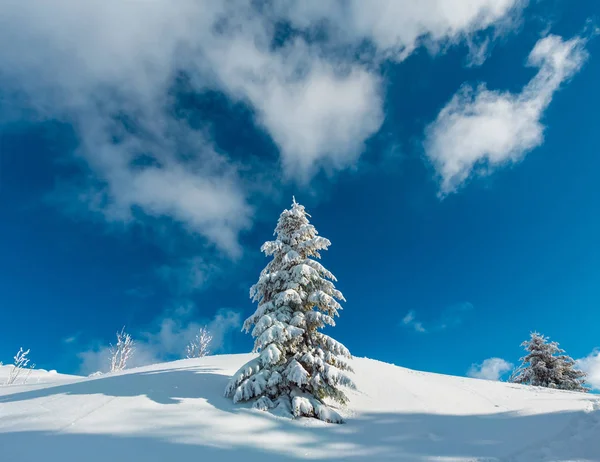 美しい冬の雪カバーし つや消し青空背景 カルパティア山 ウクライナの吹きだまりと山の斜面に大きなモミの木樹氷 — ストック写真