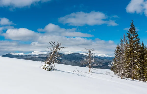 Picturesque Winter Mountain View Skupova Mountain Slope Some Withered Windbreak — Stock Photo, Image